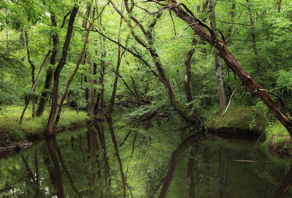 Longoz Forest İğneada